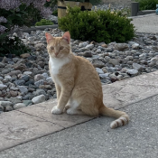 Bernie, a Orange, White Domestic Shorthair Cat